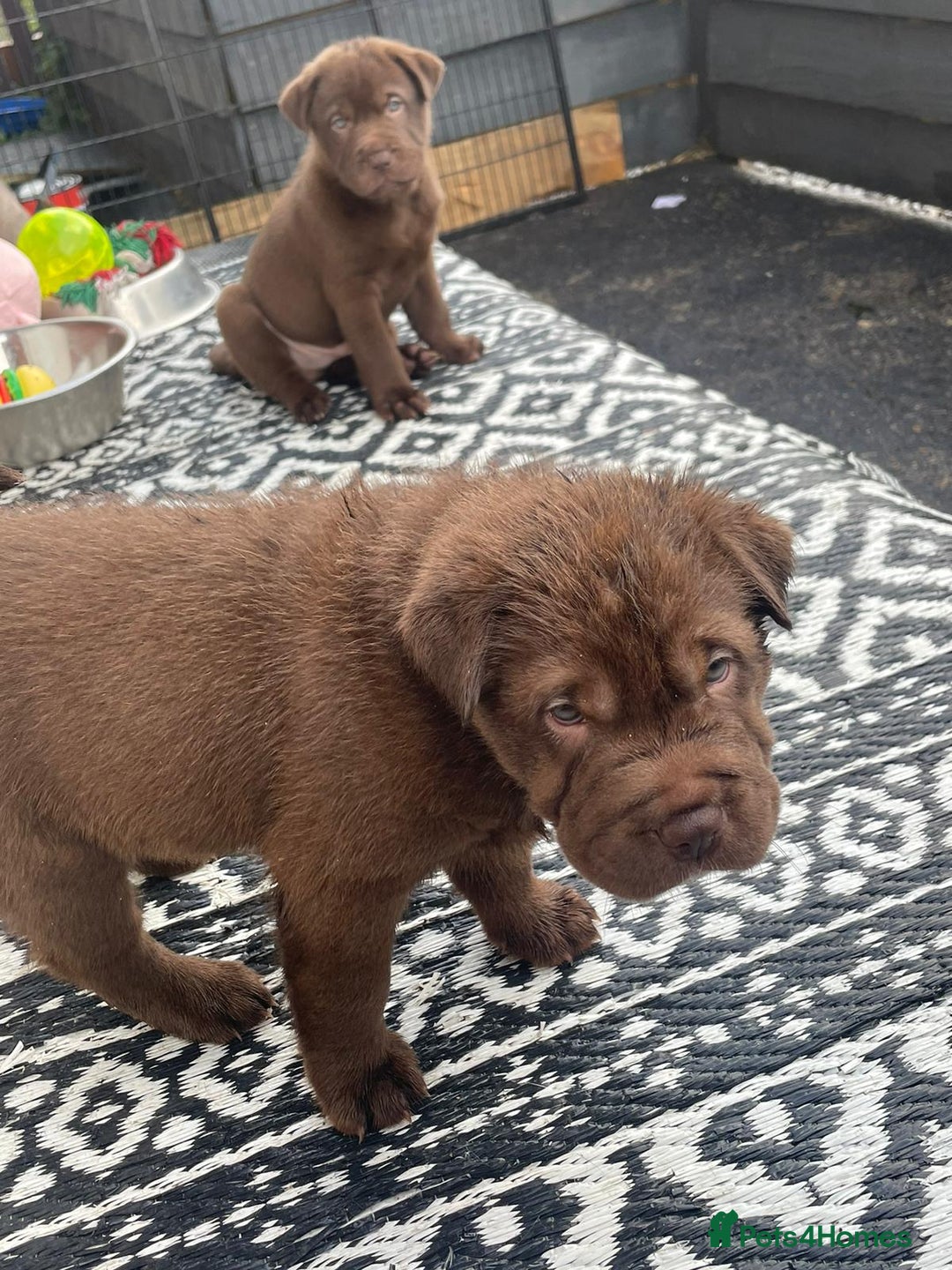 Mixed Breed dogs for sale: Lab Pei puppies  - Image 9