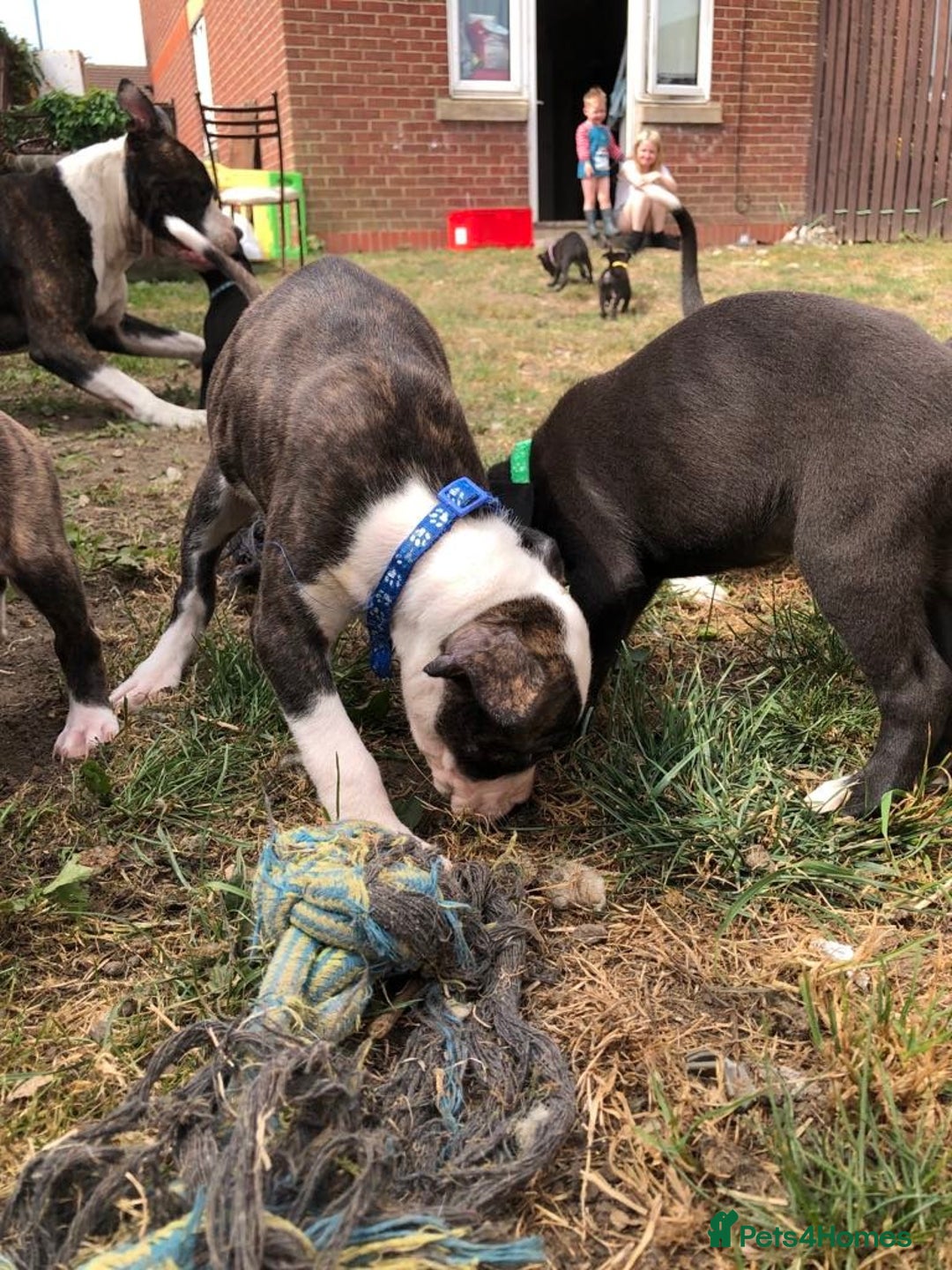 Mixed Breed dogs for sale: 3 BOYS LEFT - American Staffordshire bull terriers - Image 4