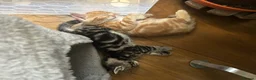 Mixed Breed cats for sale: Playful kittens and mother - Advert 3