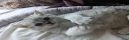 British Shorthair cats for sale: British Shorthair kittens. - Advert 10