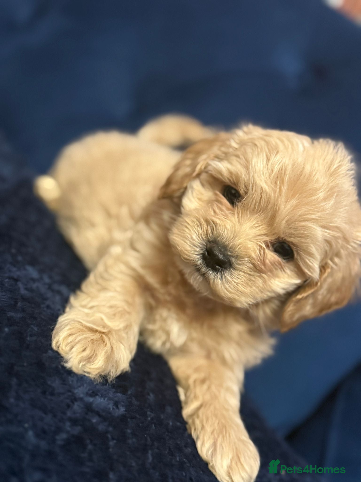 Maltipoo dogs Outstanding maltipoo two  boys left only - Advert 2