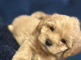 Maltipoo dogs Outstanding maltipoo two boys left only - Advert 6