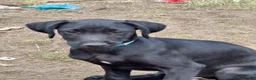 Lurcher dogs for sale: Poodle/Saluki x lurcher puppies  - Advert 8