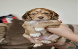 Cockapoo dogs for sale: Adorable Cockerpoo puppies F1B - Image 1