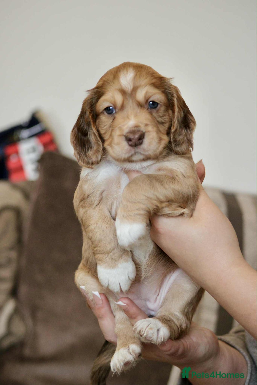 Cockapoo dogs for sale: Adorable Cockerpoo puppies F1B - Image 1