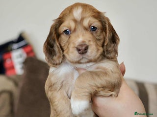 Cockapoo dogs - Advert 30