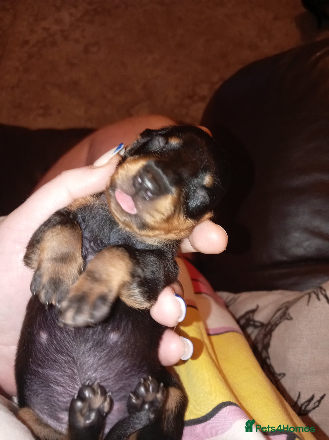 Dachshund dogs for sale: Daushund puppies  - Advert 2