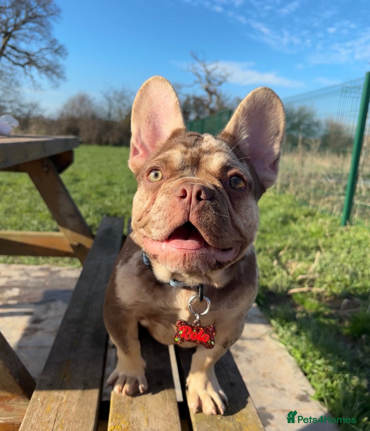 French Bulldog dogs Rojo Merle boy French bulldog puppy - Advert 19