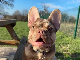 French Bulldog dogs Rojo Merle boy French bulldog puppy - Advert 19