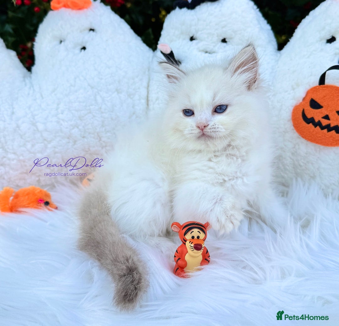 Ragdoll cats for sale: 🌸 GCCF Registered 🌸Exceptional Pedigree Ragdolls - Image 9