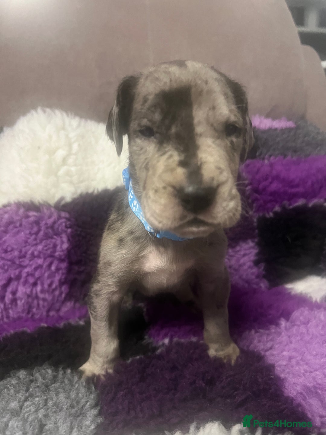 Great Dane dogs for sale: OUTSTANDING PURE BRED GREAT DANE PUPPIES FOR SALE - Image 12