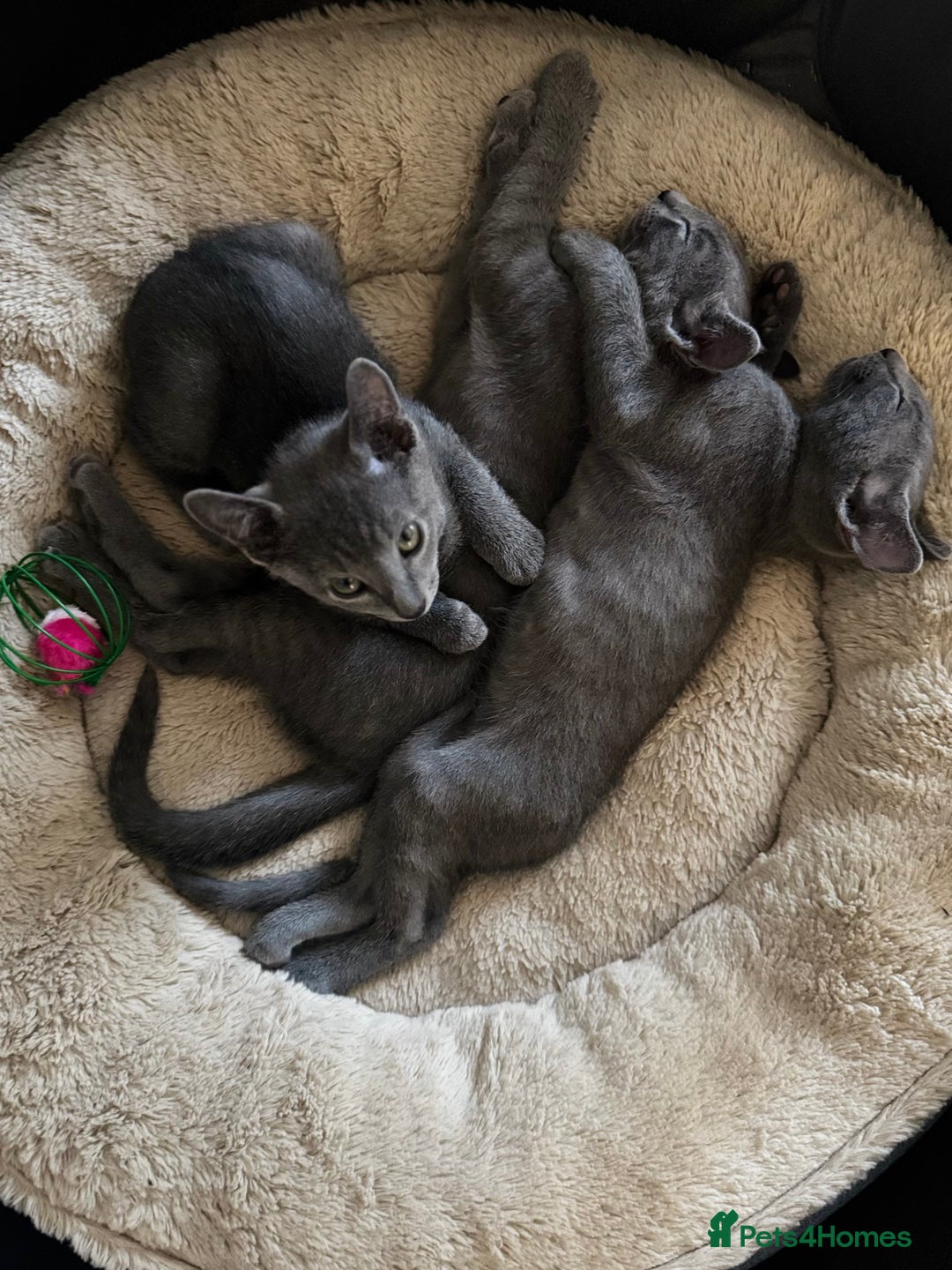 Russian Blue cats for sale: 🩵GCCF Registered Russian Blue kittens 🩵 - Image 16
