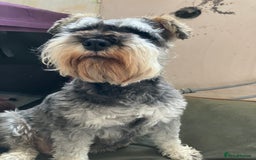 Miniature Schnauzer dogs for sale: miniature schnauzer puppy - Image 3