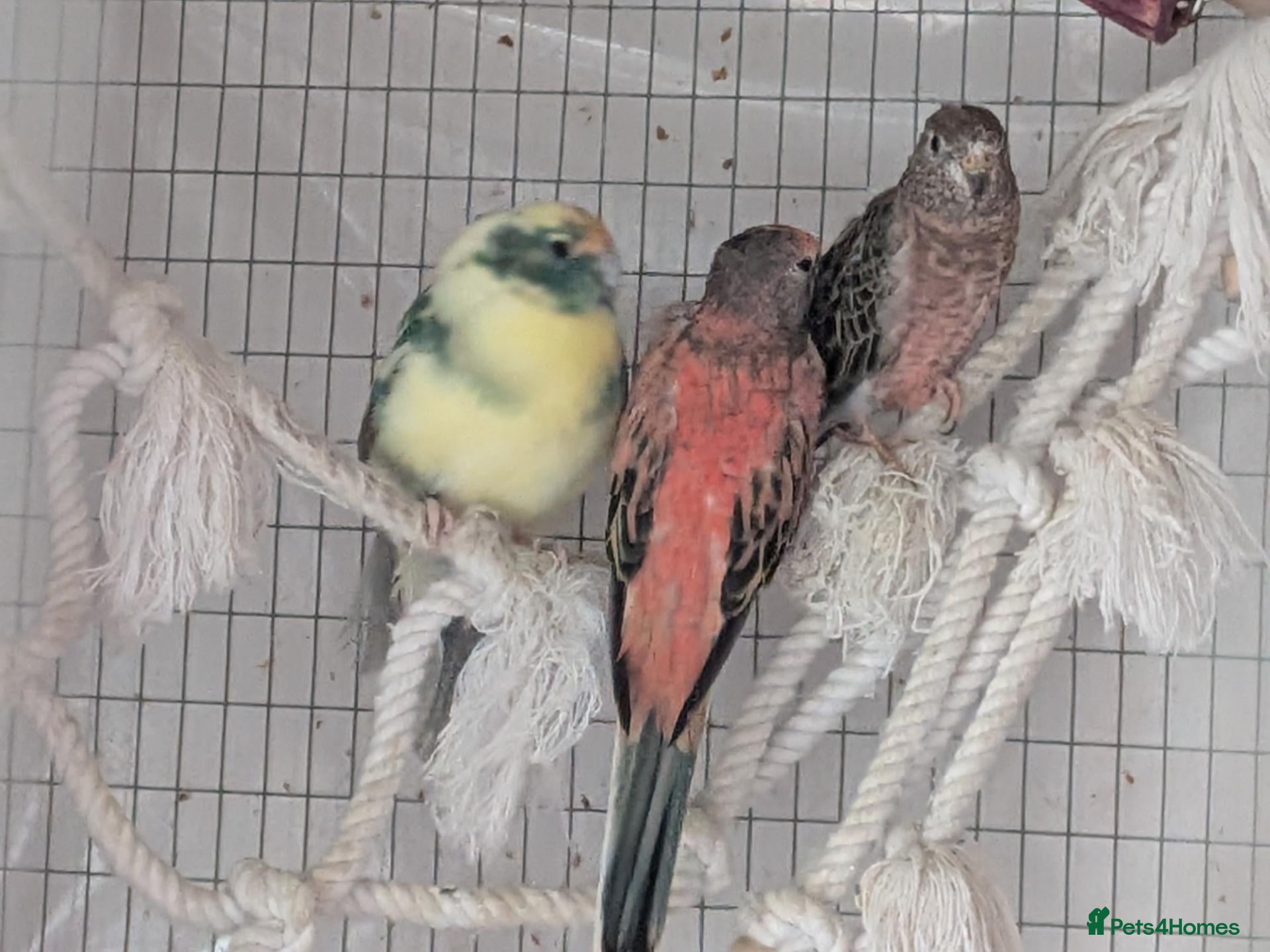 Parakeets birds Two Rosa Bourkes & a Kakariki for new perch - Advert 15