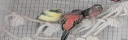 Parakeets birds for sale: Two Rosa Bourkes & a Kakariki for new perch - Advert 1