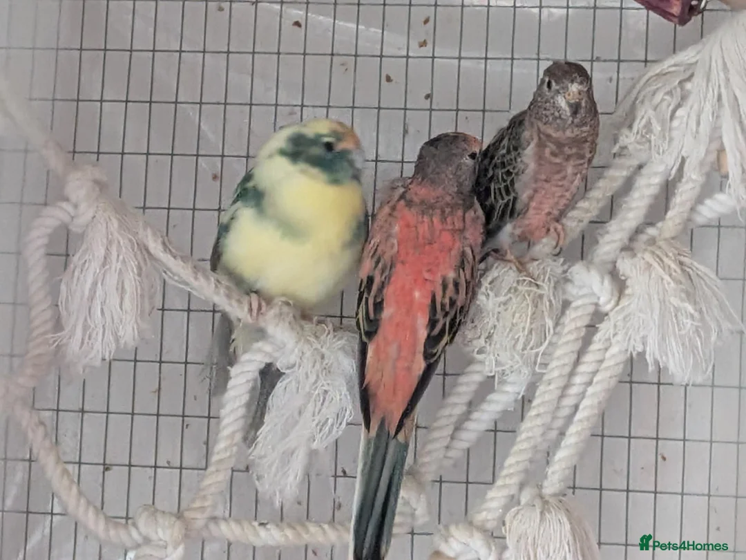 Parakeets birds for sale: Two Rosa Bourkes & a Kakariki for new perch - Advert 1