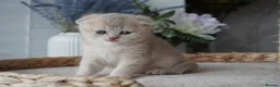 Munchkin cats for sale: ⚜️Rare munchkins⚜️ - Advert 3