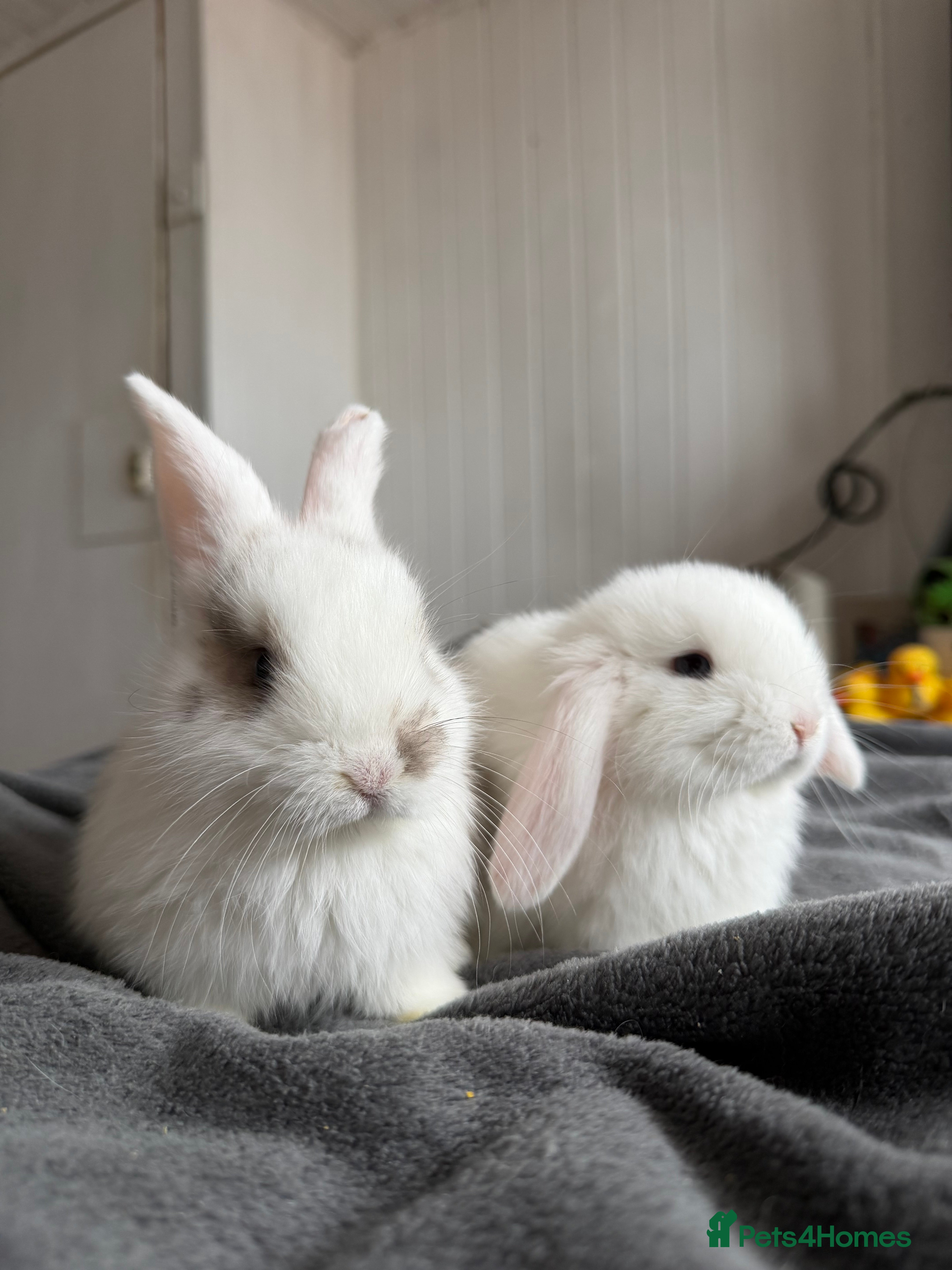 Mini Lop rabbits Holland lop  - Advert 6
