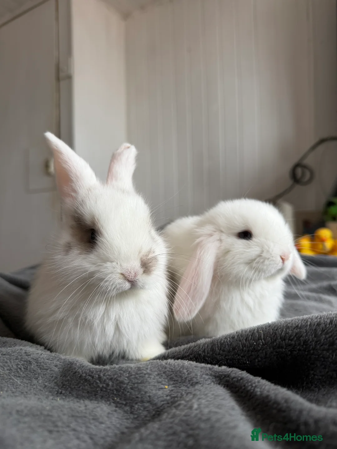 Mini Lop rabbits for sale: Holland lop  - Advert 1