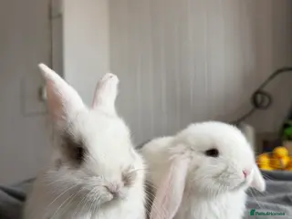 Mini Lop rabbits Holland lop - Advert 2