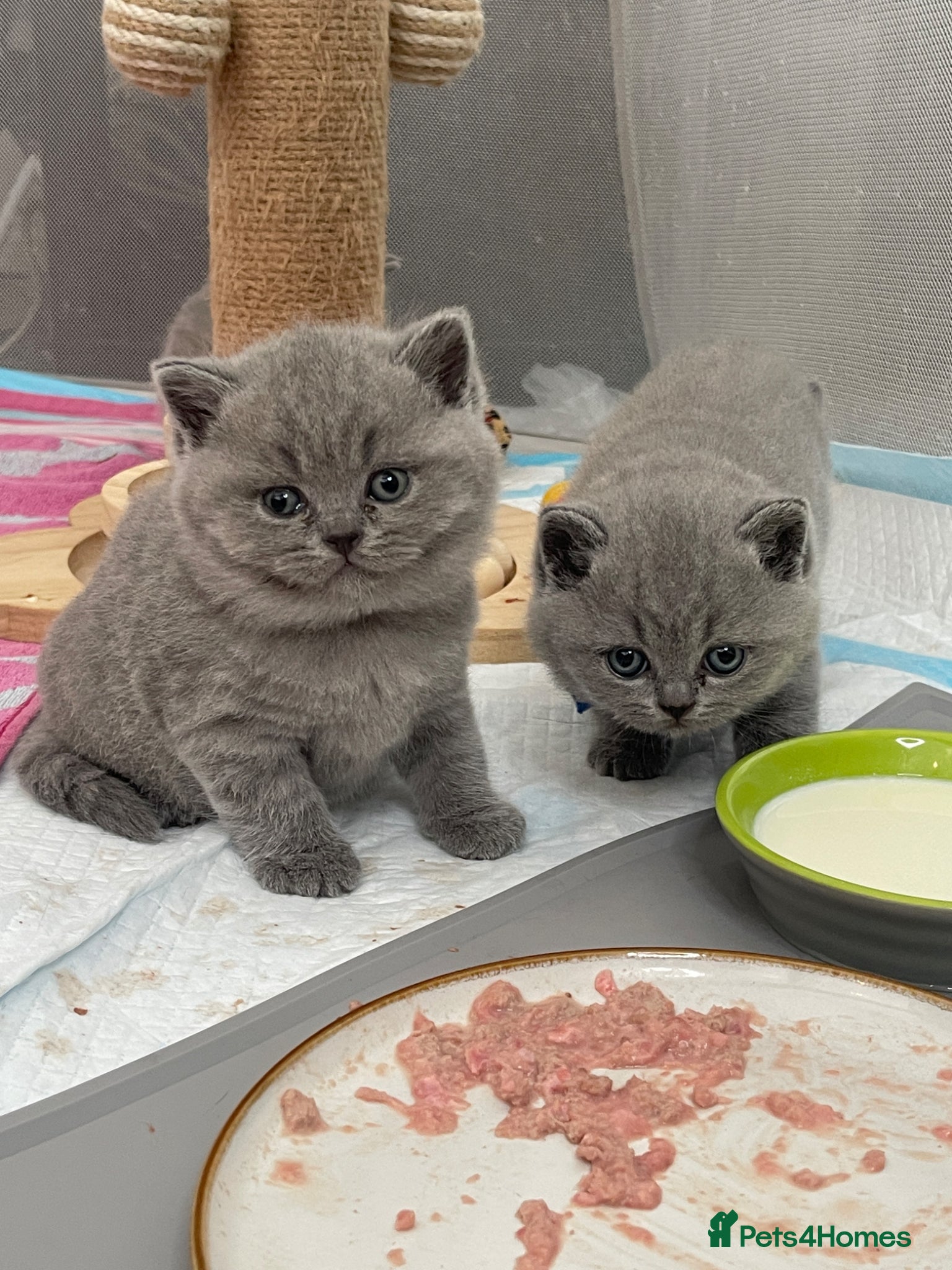 British Shorthair cats TICA registered champion bloodline BSH kittens - Advert 2
