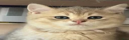 Brazilian Shorthair cats for sale: 2 Girls | Fully Pedigree British Shorthair | GCCF  - Advert 3