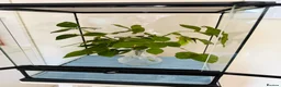 Stick Insects invertebrates for sale: SOLDOUT_Leaf Insect Nymphs(Phyllium philippinicum) - Advert 4