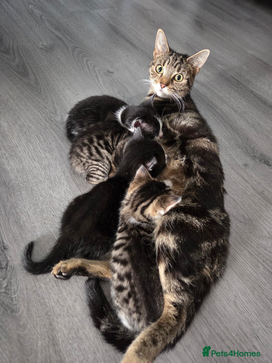 Mixed Breed cats for sale: Mixed breed kittens - Advert 23