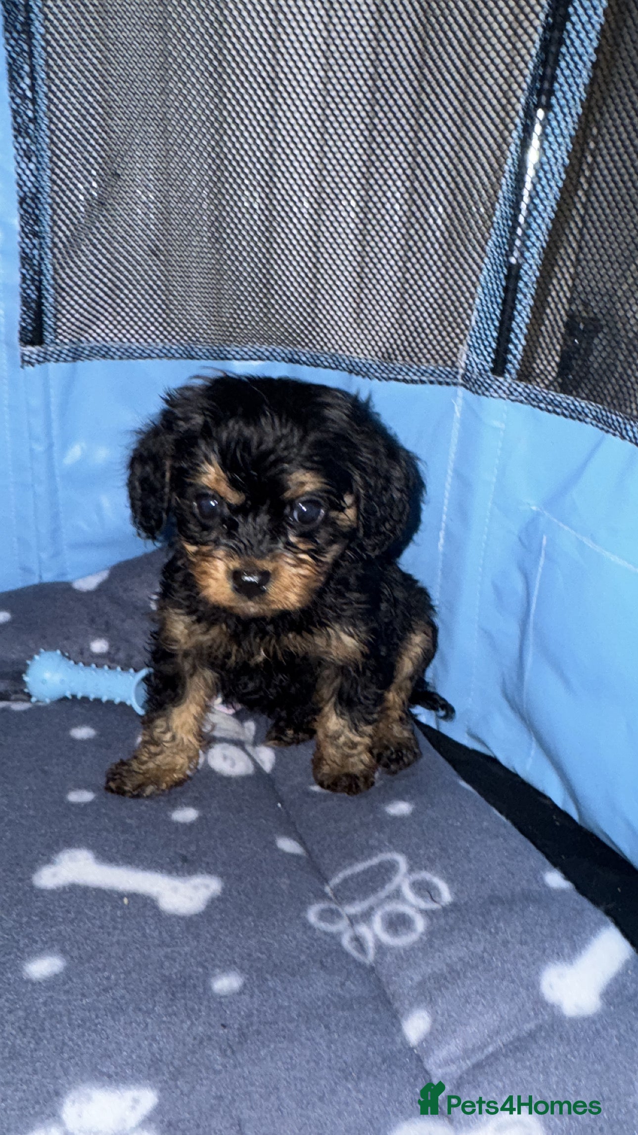 Cavapoo dogs 🌟 Beautiful F1 Cavapoo Girl  🌟 - Advert 1