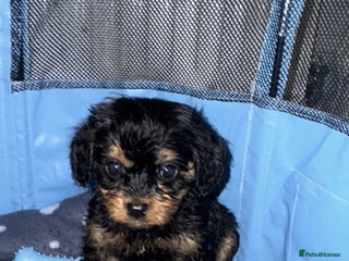 Cavapoo dogs 🌟 Beautiful F1 Cavapoo Girl 🌟 - Advert 2