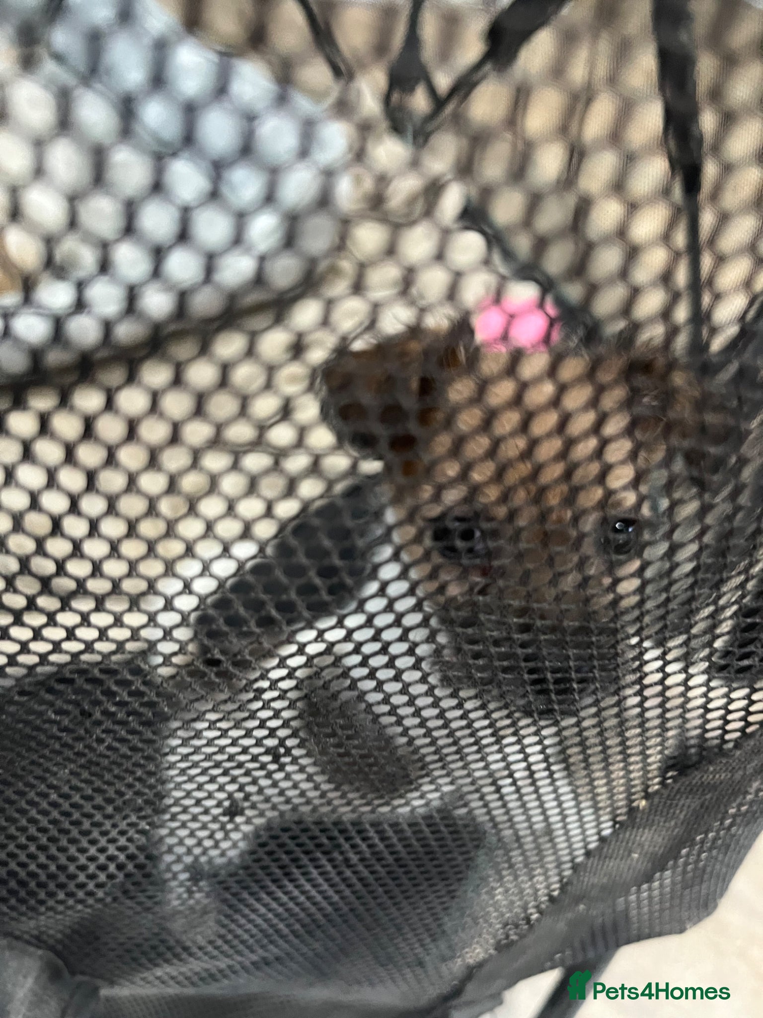 Jack Russell dogs for sale: Gorgeous tiny Jack Russell‘s in High Wycombe - Advert 15