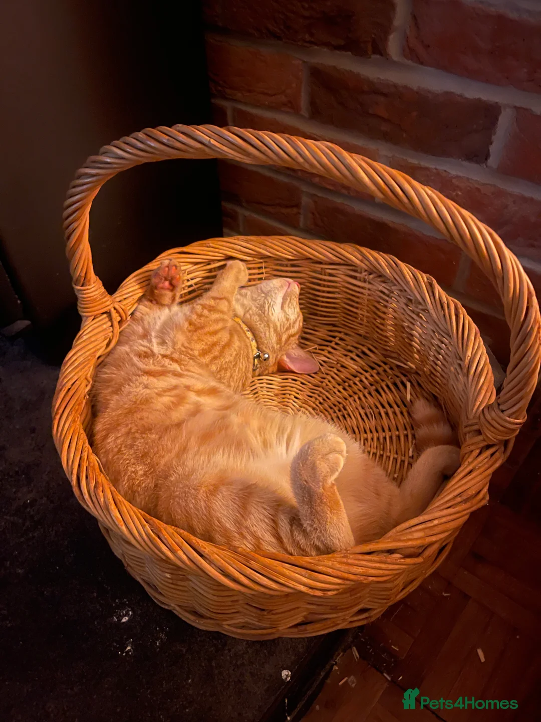 Domestic Shorthair cats for sale: Tabby girl  - Advert 2