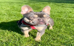 French Bulldog dogs for sale: Rosie needs a loving home - Image 2