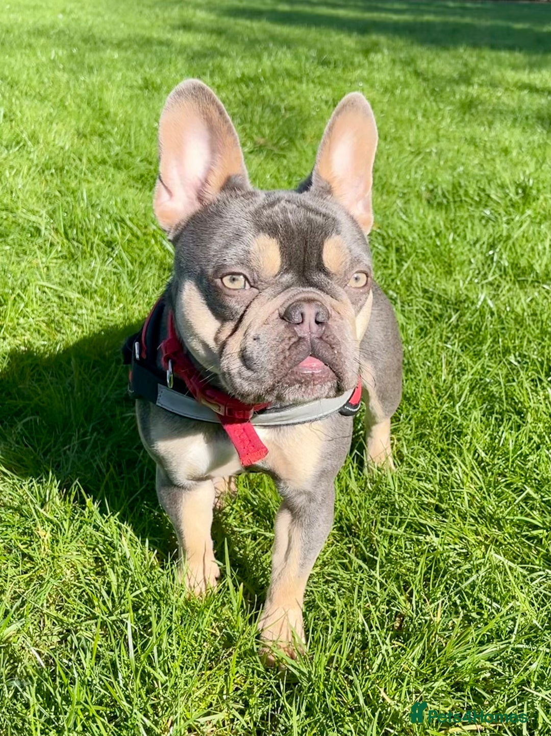 French Bulldog dogs for sale: Rosie needs a loving home - Image 2
