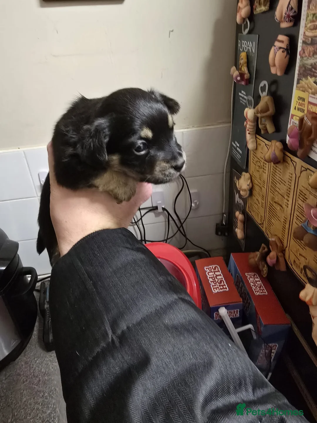 Jack Russell dogs for sale: Jack russle puppies  - Advert 26