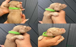 Miniature Dachshund dogs for sale: Beautiful Long Hair KC Reg miniature Dashunds  - Image 4