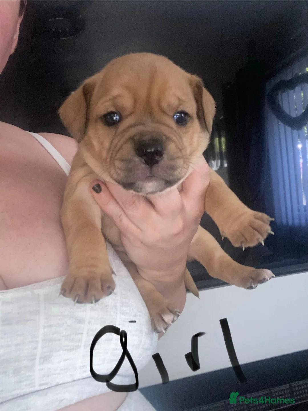 Mixed Breed dogs for sale: 6 beautiful puppies ready 14th August  in Cwmbran - Advert 2