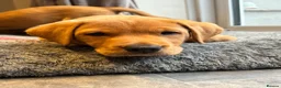 Labrador Retriever dogs for sale: KC Reg Yellow puppies - Advert 5