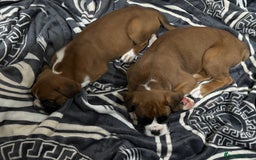 Boxer dogs for sale: Bouncy beautiful boxers  - Image 6