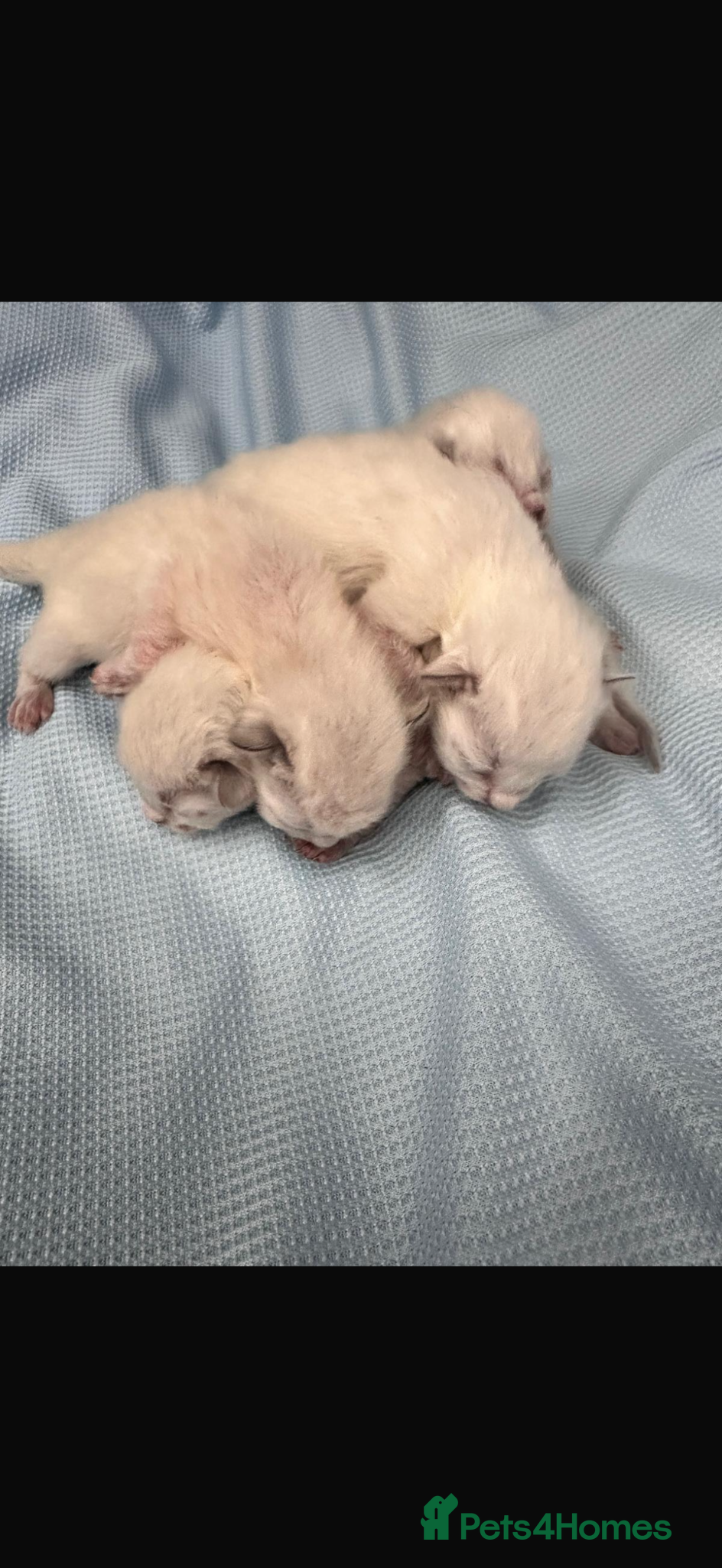 Ragdoll cats 🩷 WAITING LIST NOW OPEN 💜 - Advert 15