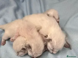 Ragdoll cats 🩷 WAITING LIST NOW OPEN 💜 - Advert 15