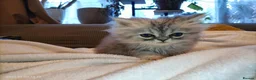 Persian cats for sale: Persian kittens  in Stoke-on-Trent - Advert 12