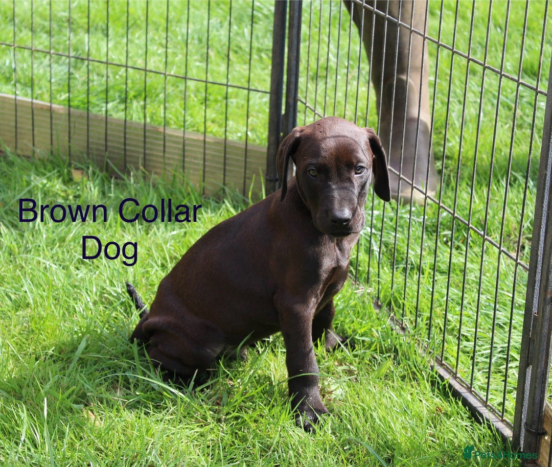 Mixed Breed dogs for sale: VISZLAMANS (viszla x Doberman) - Image 8
