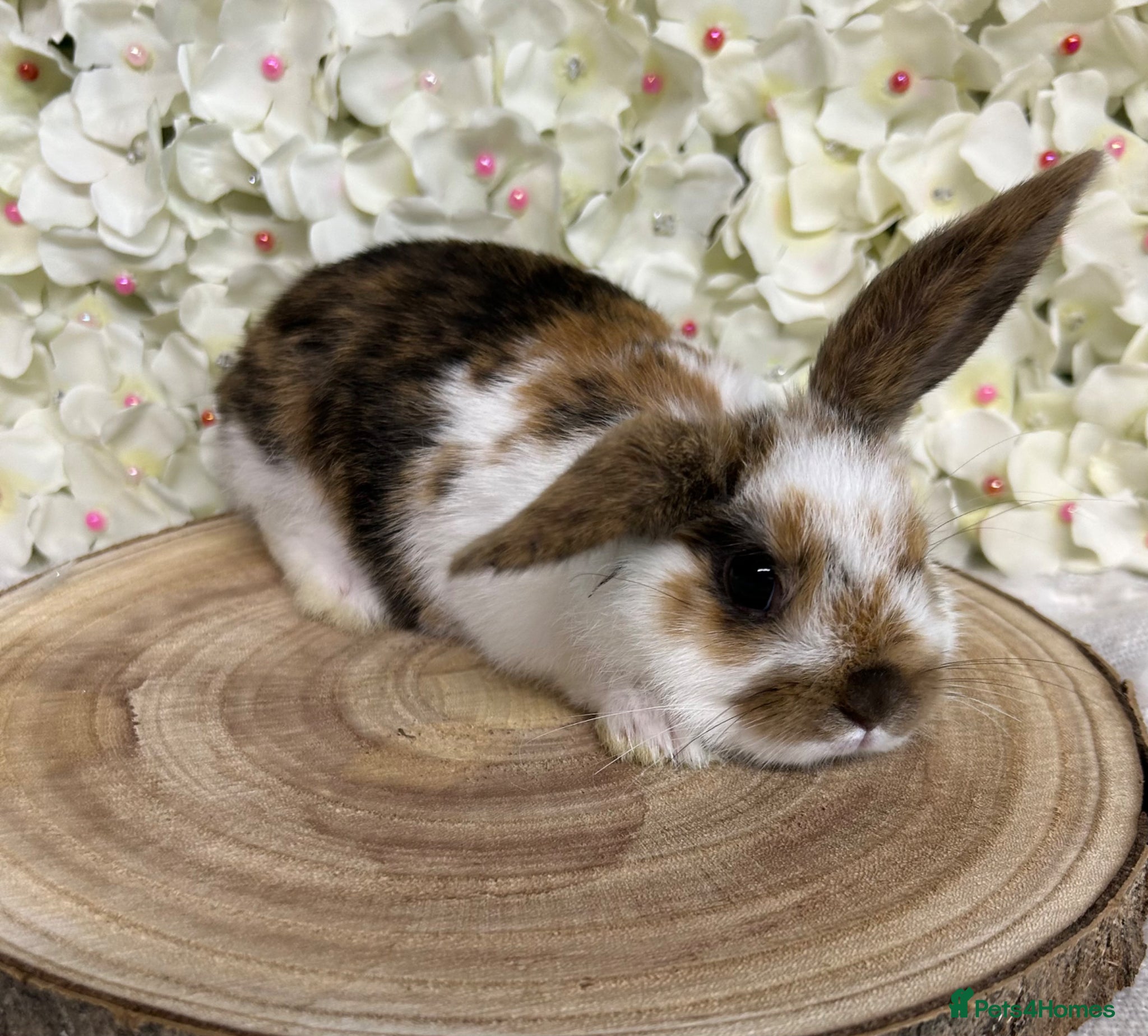 Mini Lop rabbits Mini lop X bunnies - Advert 1