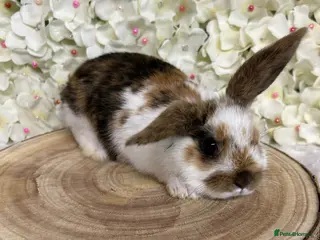 Mini Lop rabbits for sale: Mini lop X bunnies - Advert 1