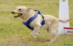 Labrador Retriever dogs for sale: Carefully & selectively bred, versatile pets, FTCH - Image 11