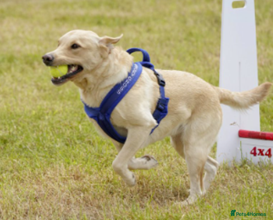 Labrador Retriever dogs for sale: Carefully & selectively bred, versatile pets, FTCH - Image 11