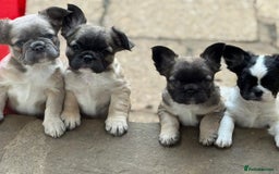 French Bulldog dogs for sale: Fluffy frenchie pups  - Image 4