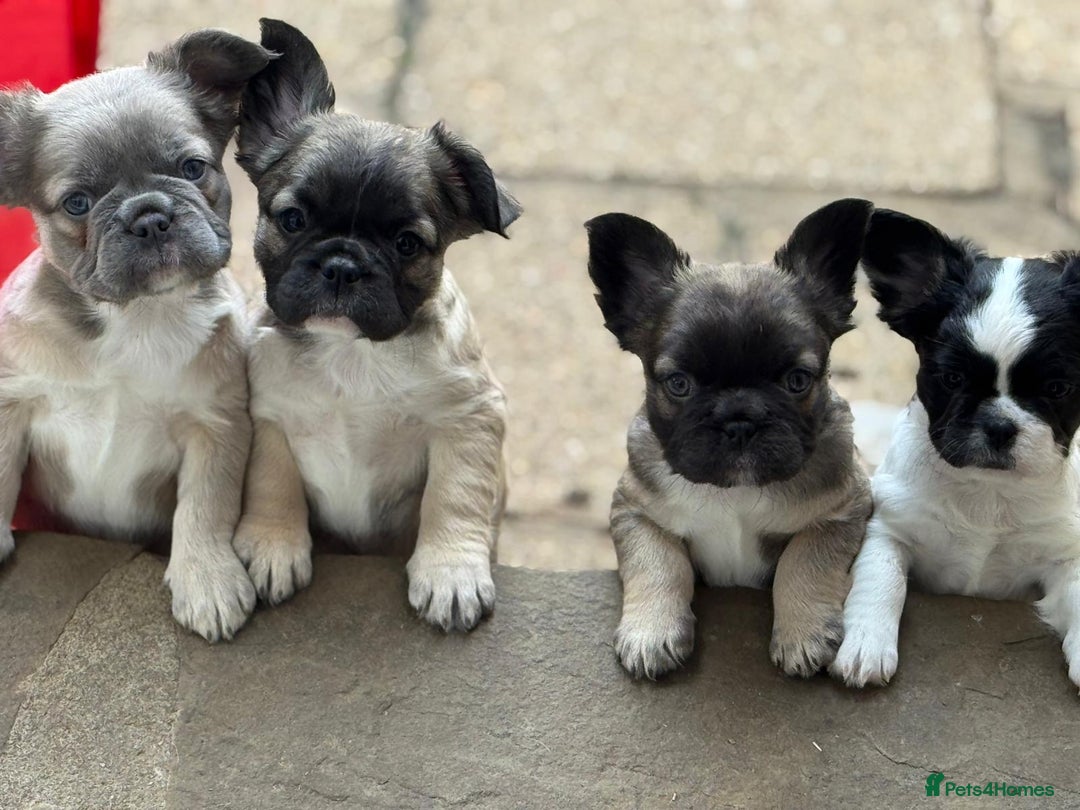 French Bulldog dogs for sale: Fluffy frenchie pups  - Image 4