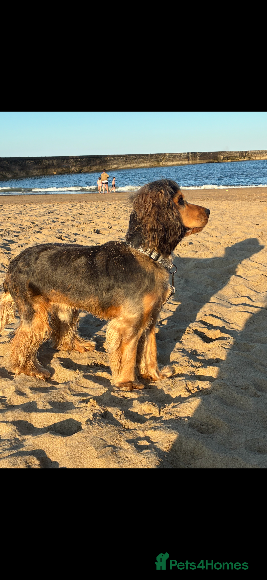 American Cocker Spaniel dogs for stud: 👑 PRINCE 👑  - Image 4